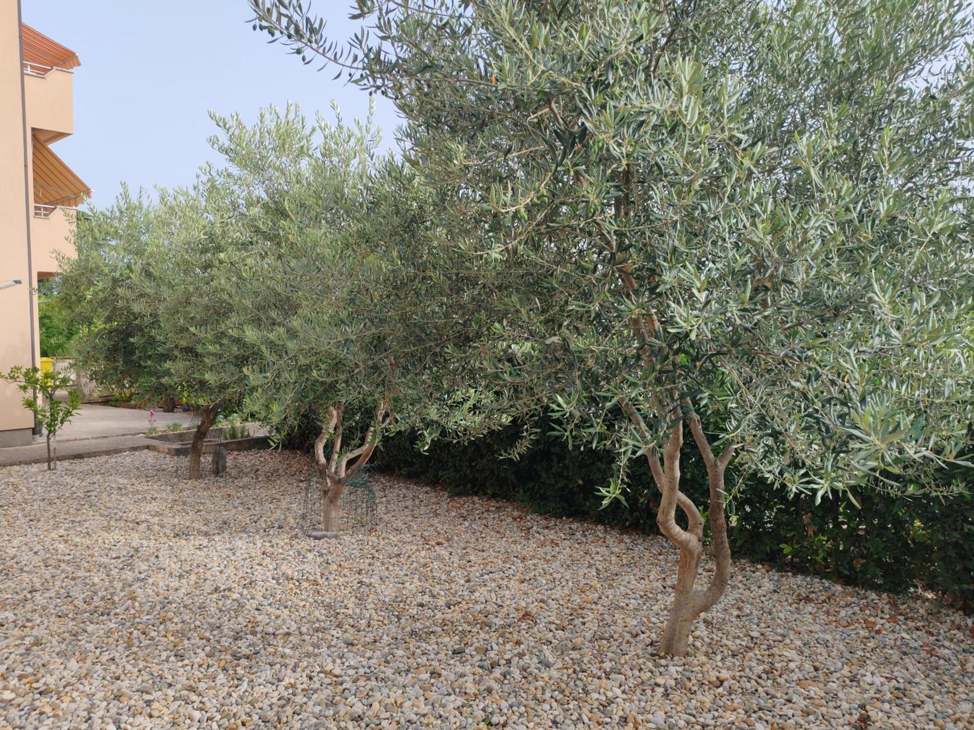 Apartment Nicol تْسْغيكفانِتْسا المظهر الخارجي الصورة